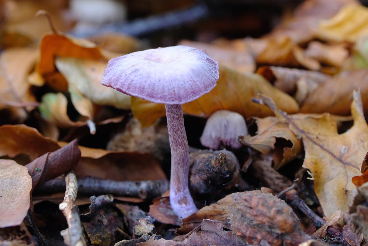 Frank Deden Natuurfotografie