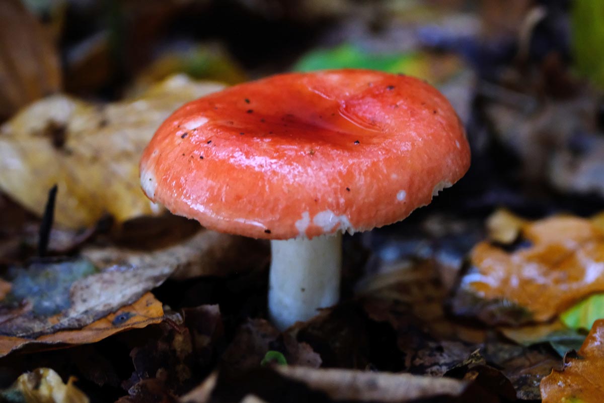 Frank Deden Natuurfotografie