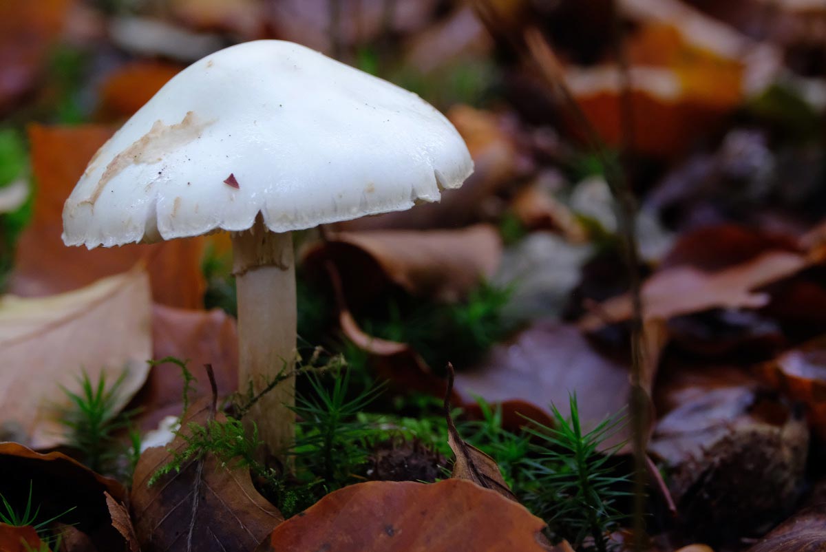 Frank Deden Natuurfotografie