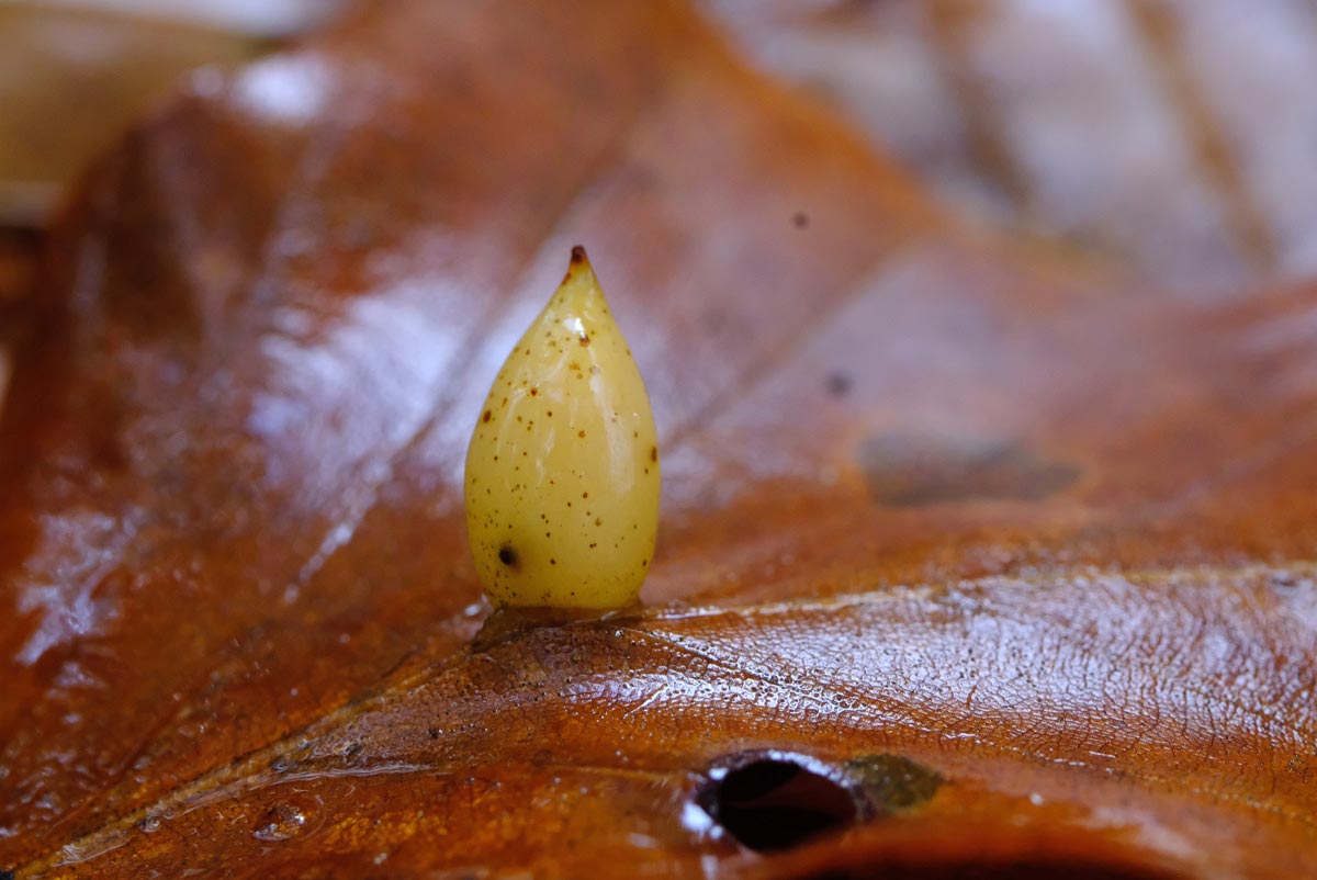 Frank Deden Natuurfotografie