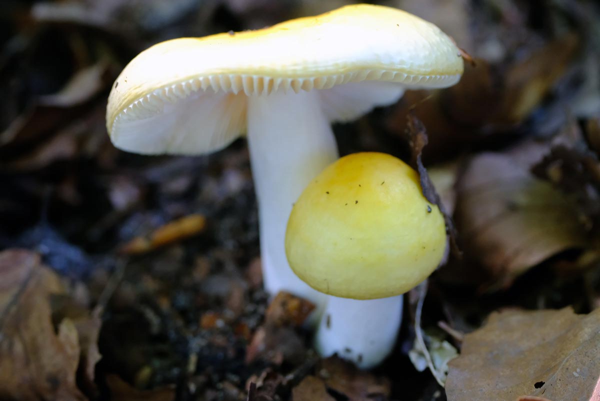 Frank Deden Natuurfotografie