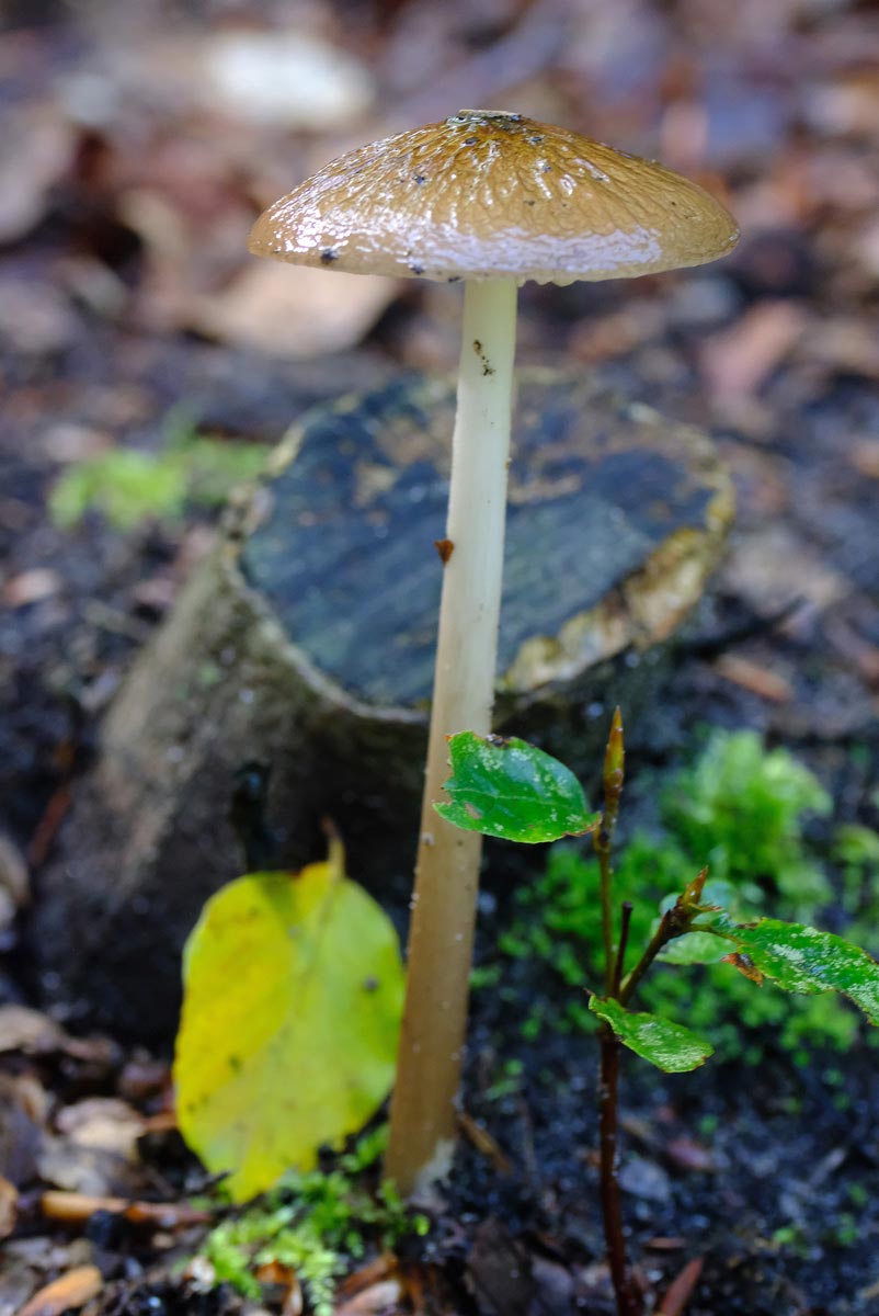 Frank Deden Natuurfotografie