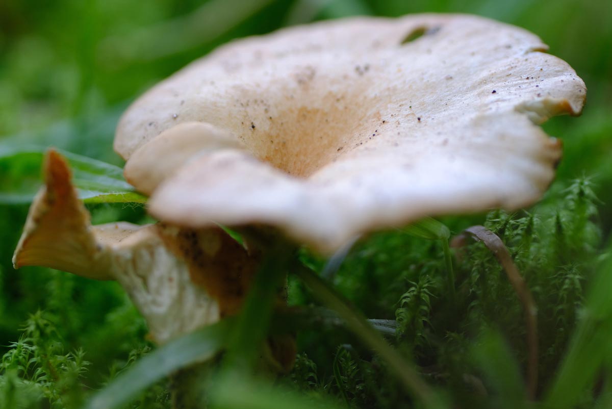 Frank Deden Natuurfotografie