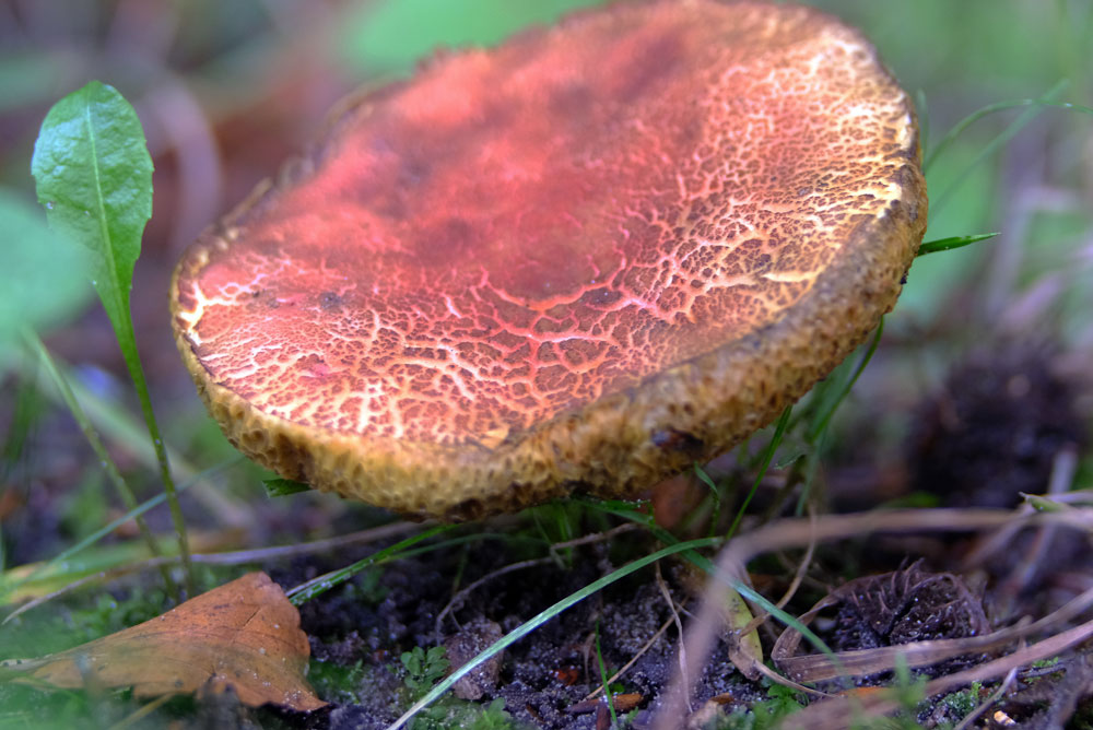 Frank Deden Natuurfotografie