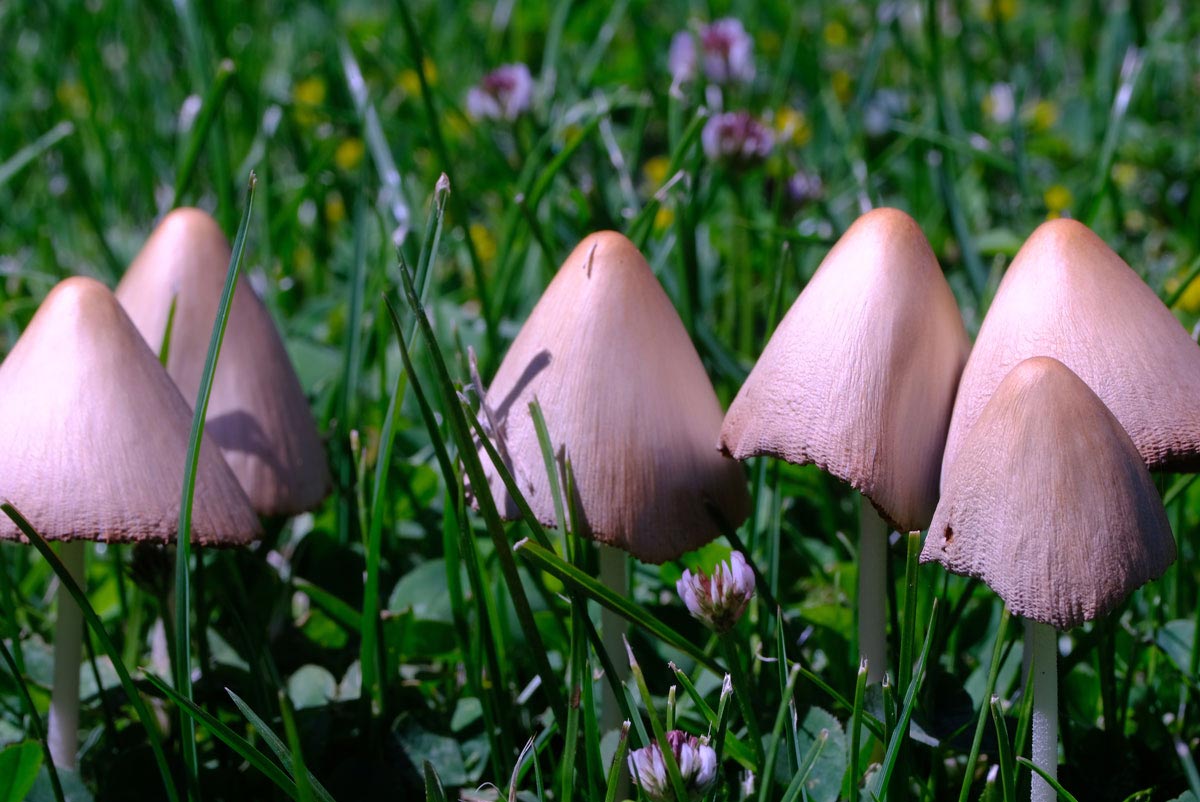 Frank Deden Natuurfotografie