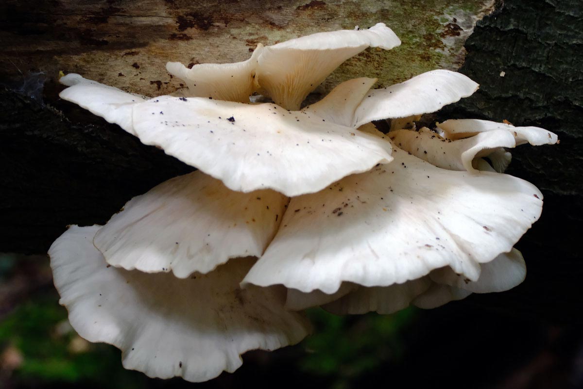 Frank Deden Natuurfotografie