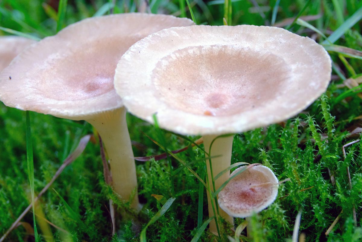 Frank Deden Natuurfotografie