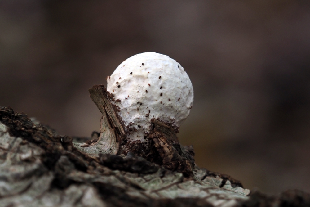 Frank Deden Natuurfotografie