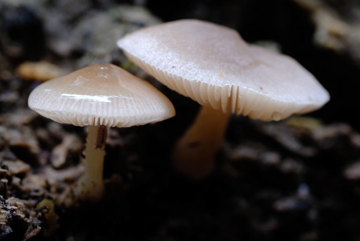 Frank Deden Natuurfotografie