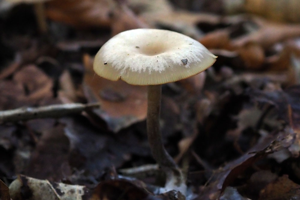 Frank Deden Natuurfotografie