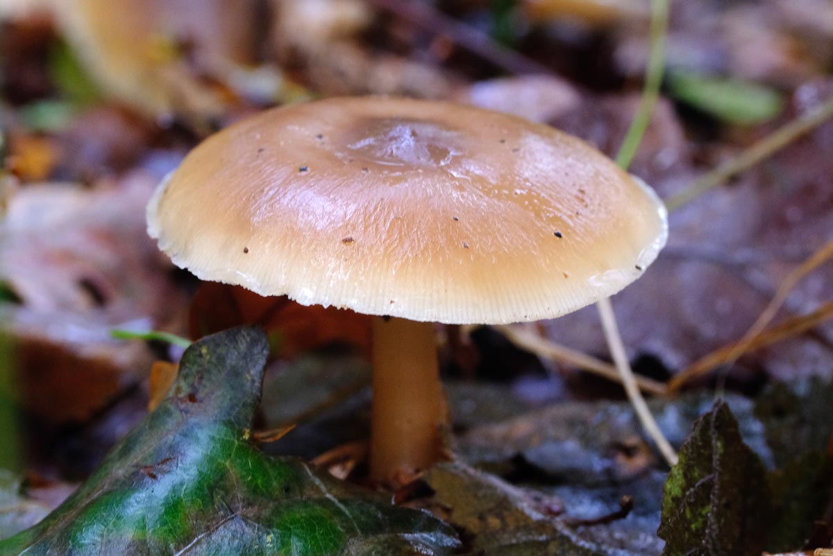 Frank Deden Natuurfotografie