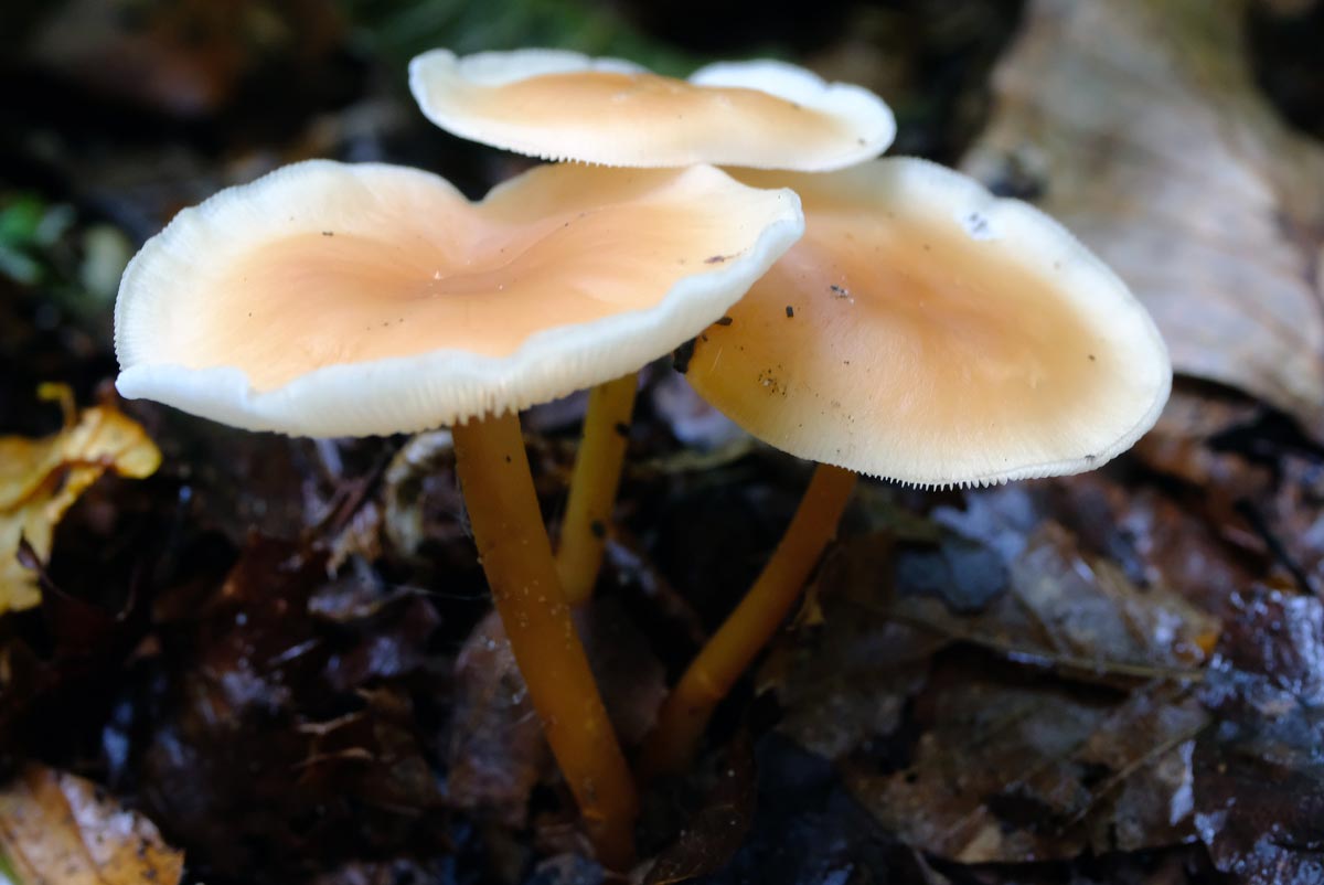 Frank Deden Natuurfotografie