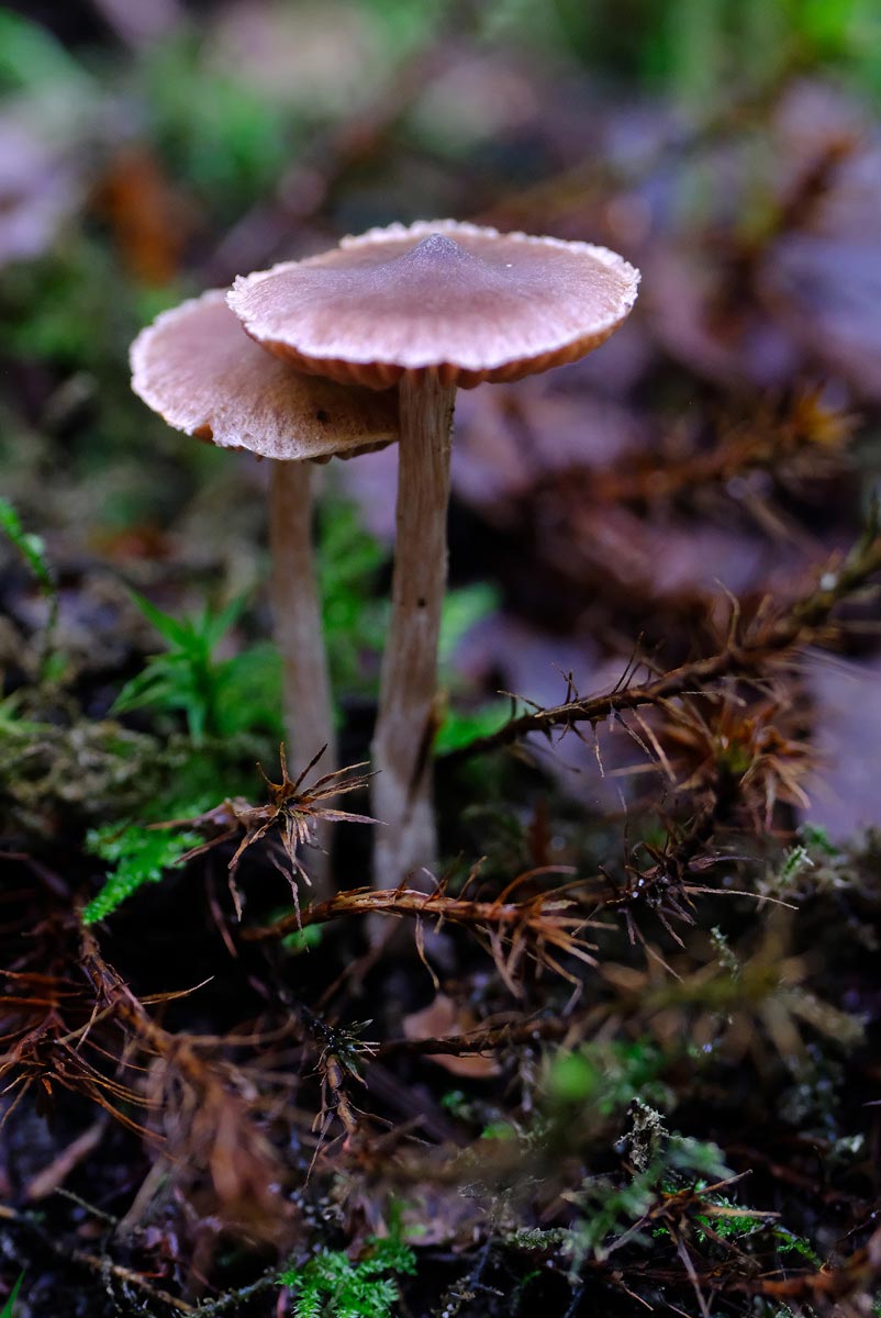 Frank Deden Natuurfotografie