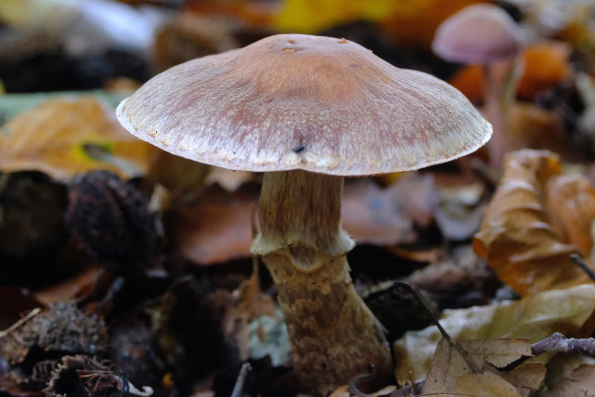 Frank Deden Natuurfotografie