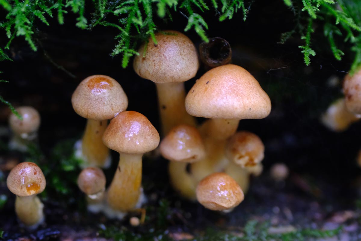 Frank Deden Natuurfotografie