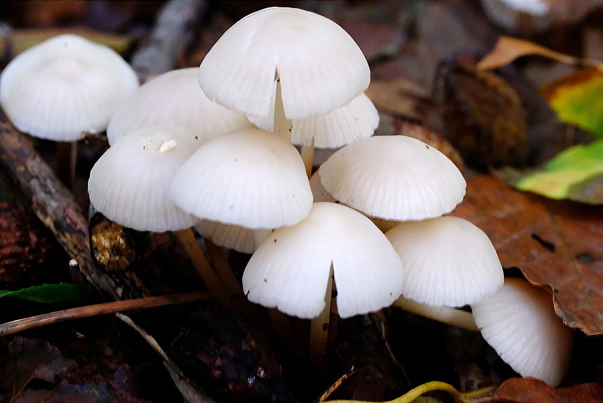 Frank Deden Natuurfotografie