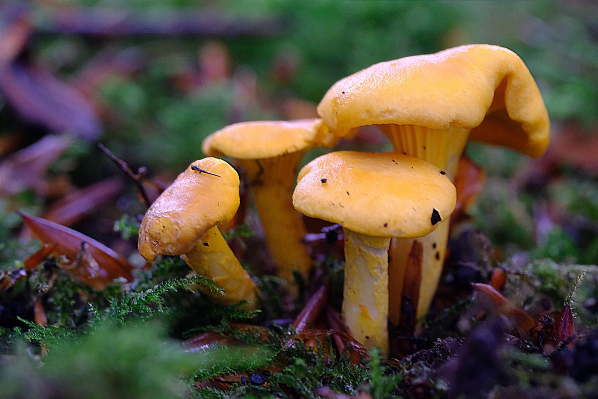 Frank Deden Natuurfotografie