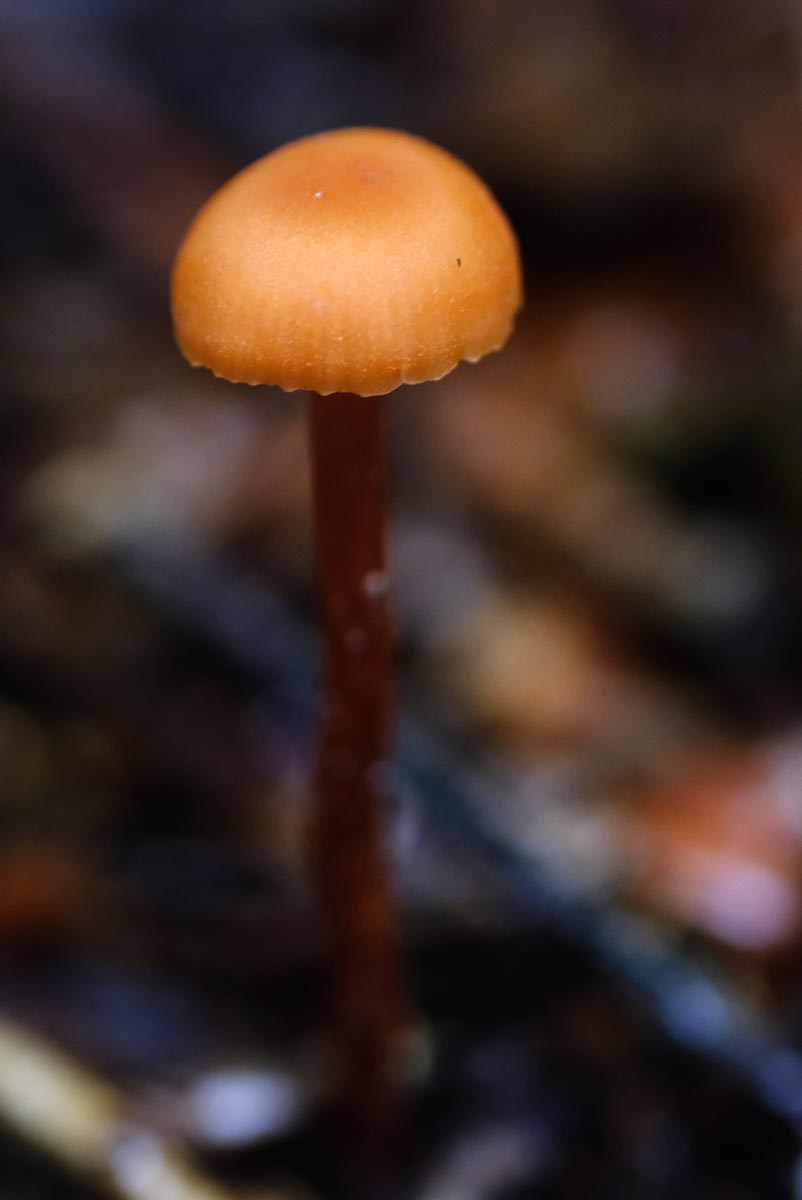 Frank Deden Natuurfotografie