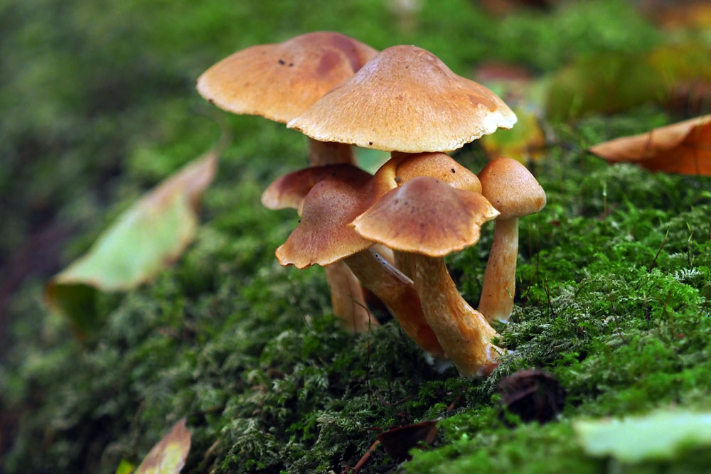 Frank Deden Natuurfotografie