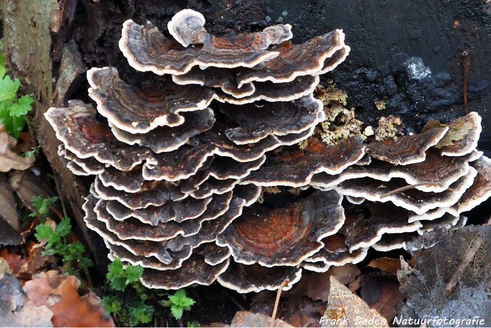 Frank Deden Natuurfotografie