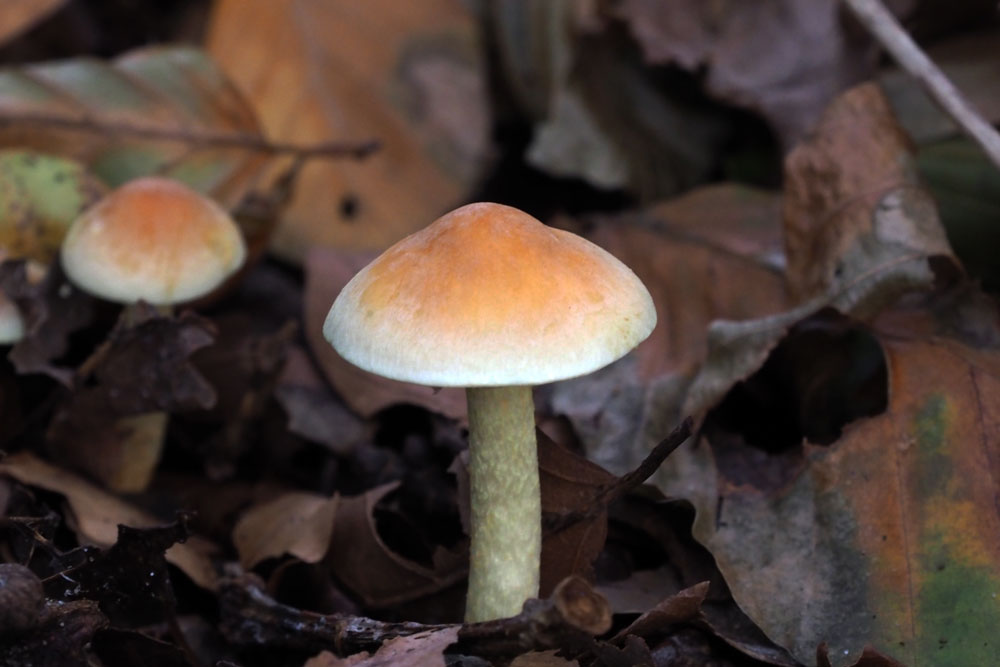 Frank Deden Natuurfotografie