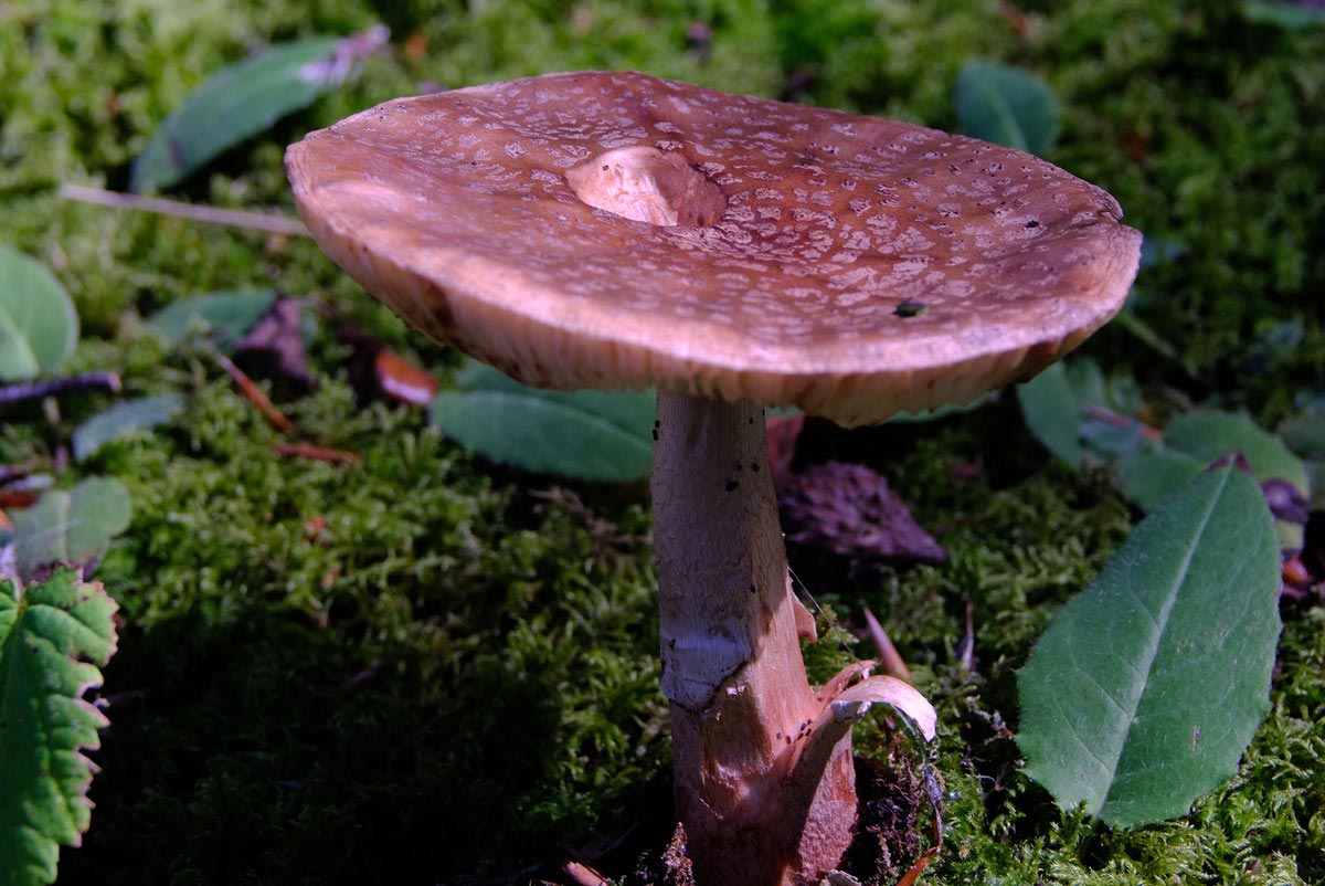 Frank Deden Natuurfotografie