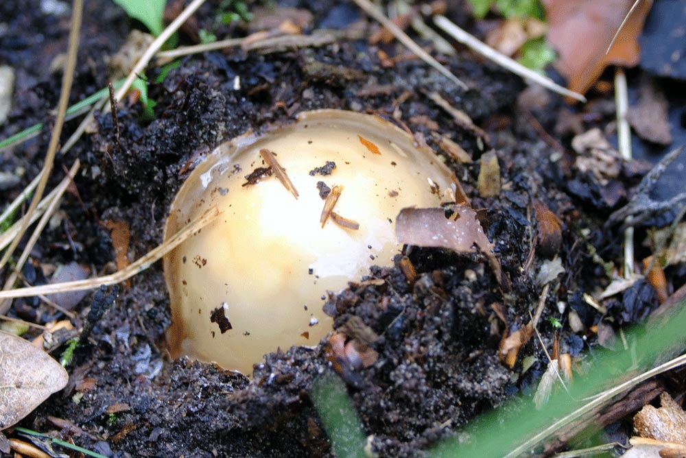 Frank Deden Natuurfotografie