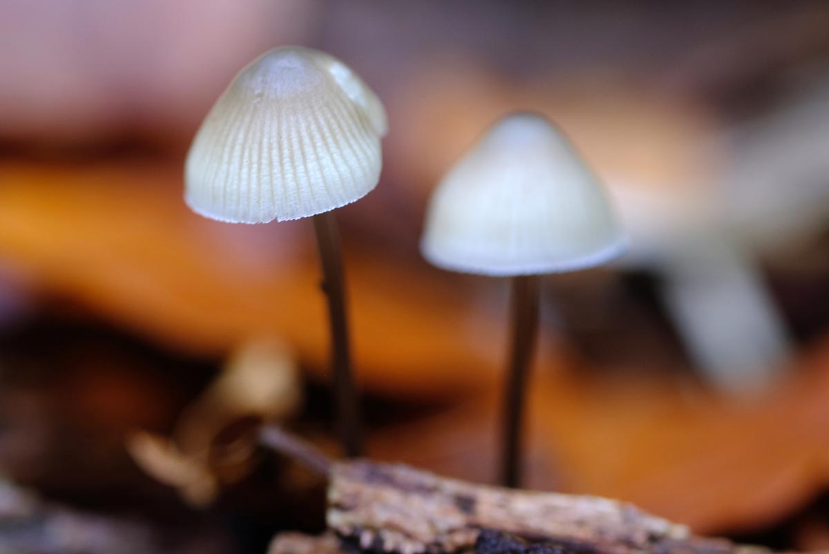 Frank Deden Natuurfotografie