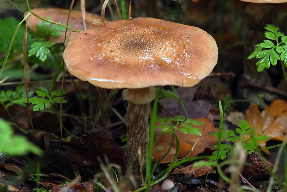 Frank Deden Natuurfotografie