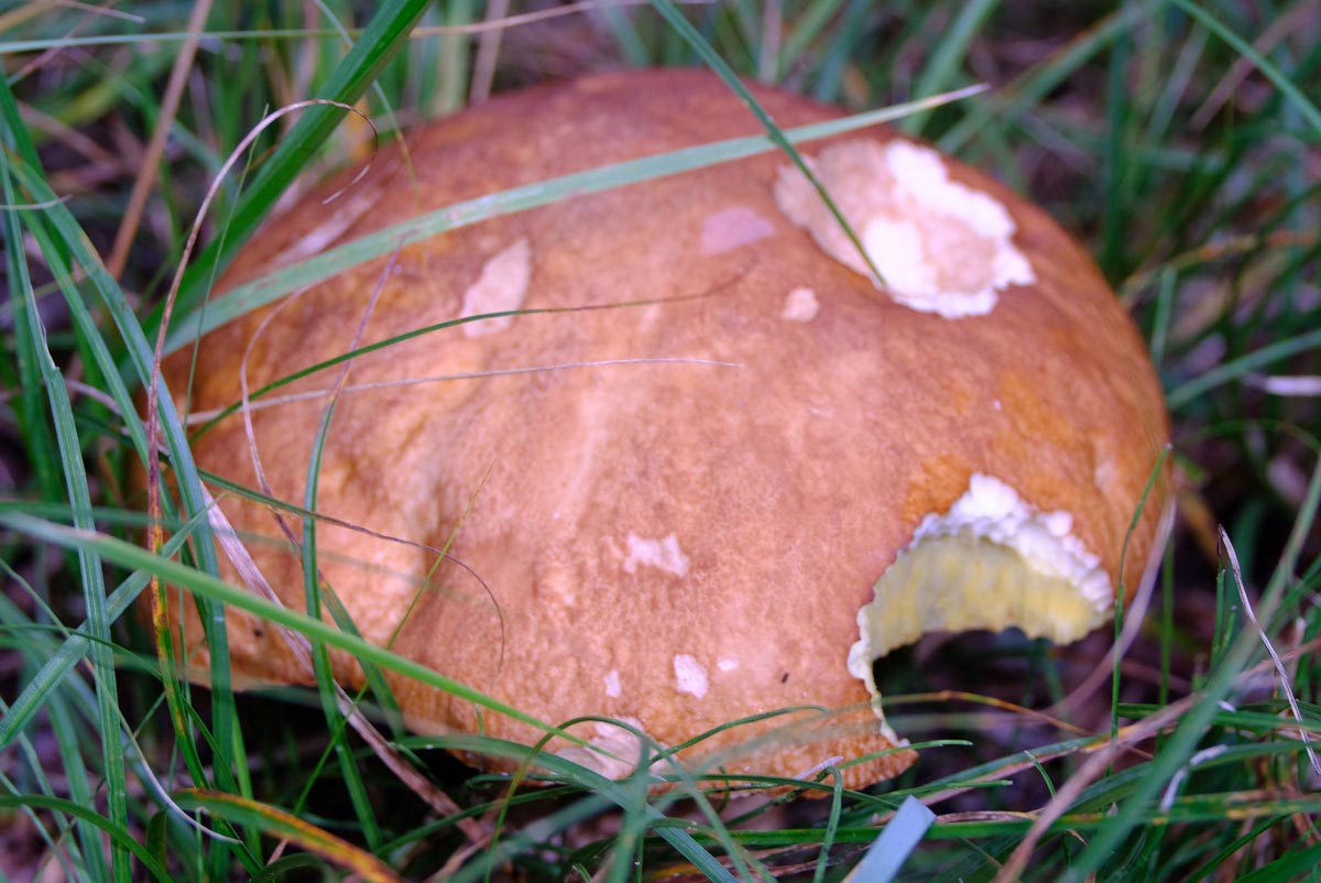 Frank Deden Natuurfotografie