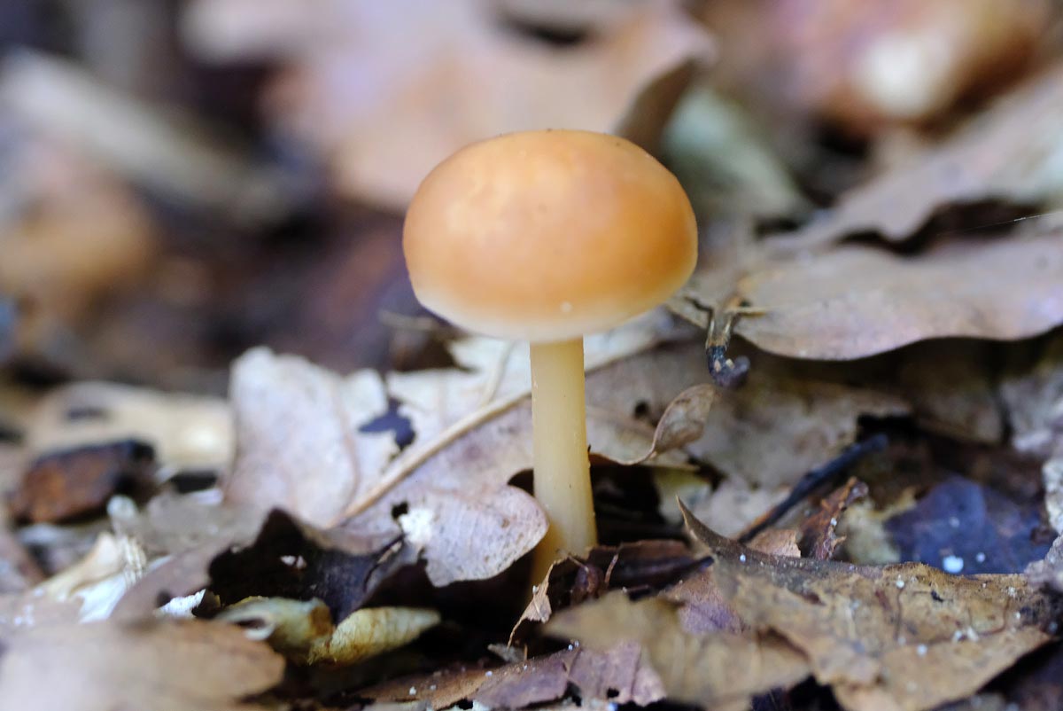 Frank Deden Natuurfotografie