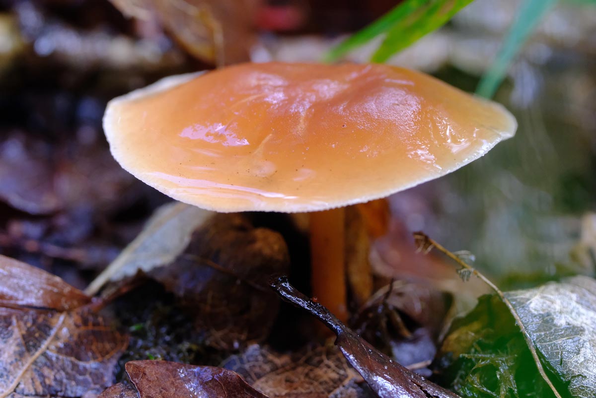 Frank Deden Natuurfotografie