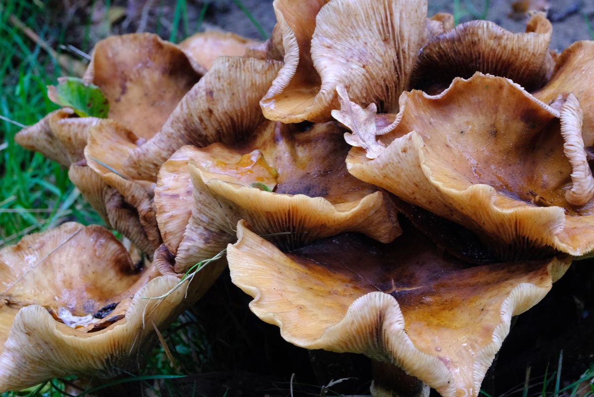 Frank Deden Natuurfotografie