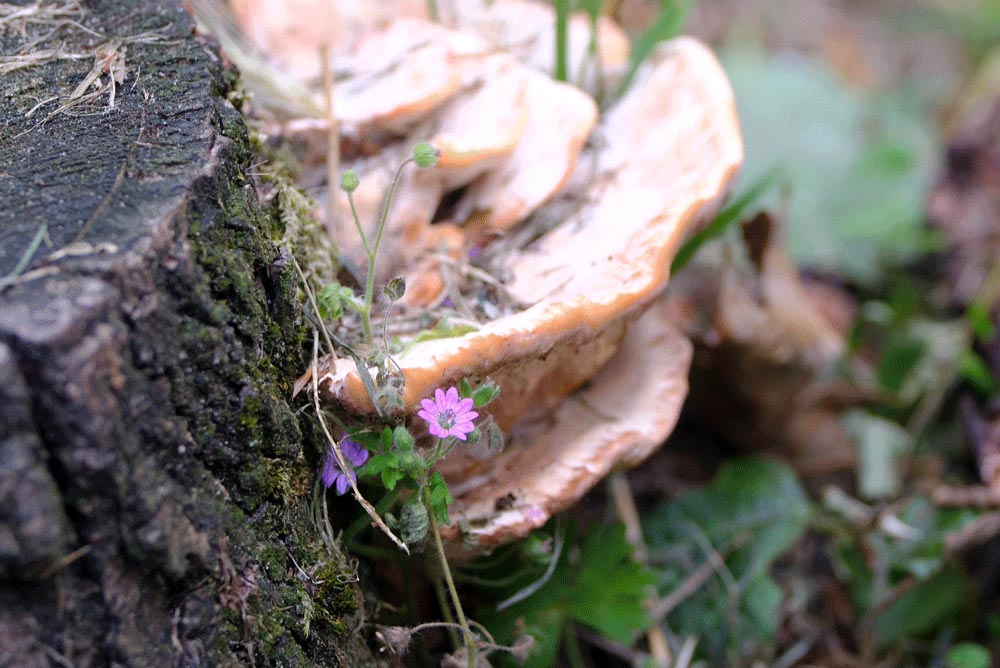 Frank Deden Natuurfotografie