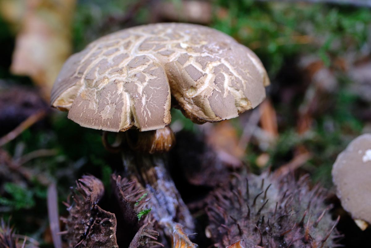 Frank Deden Natuurfotografie