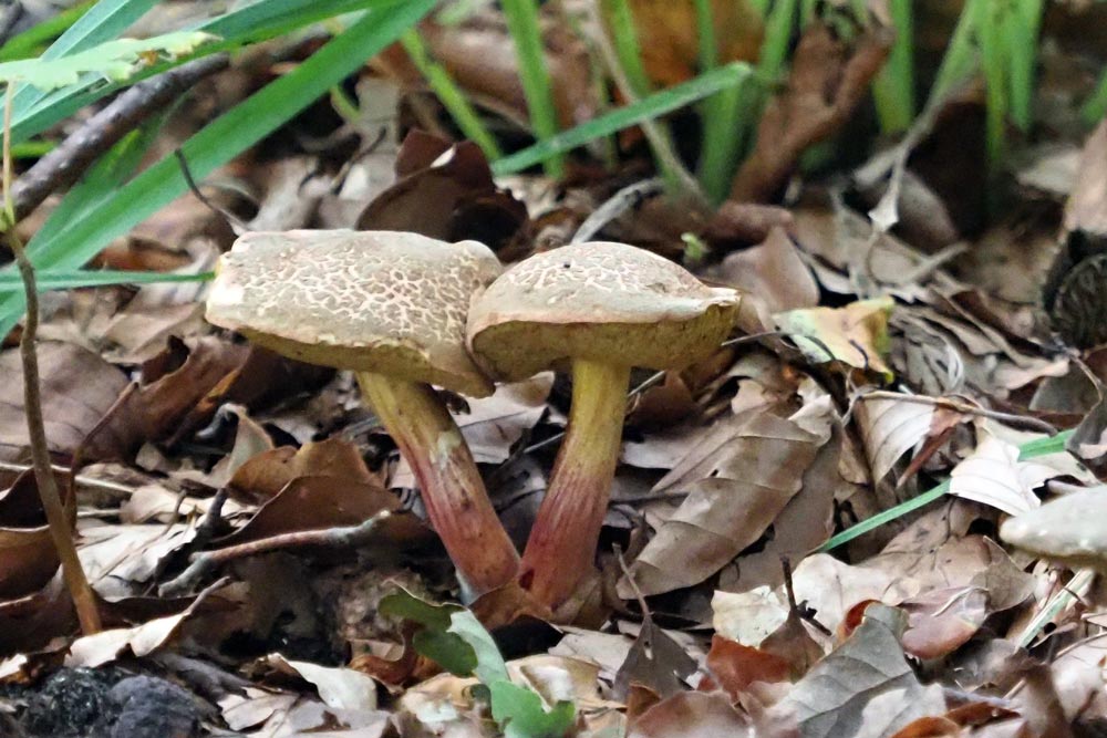 Frank Deden Natuurfotografie