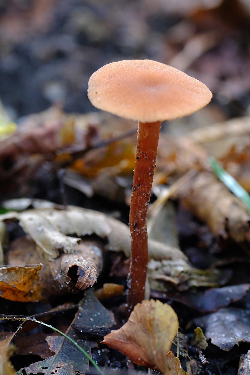 Frank Deden Natuurfotografie