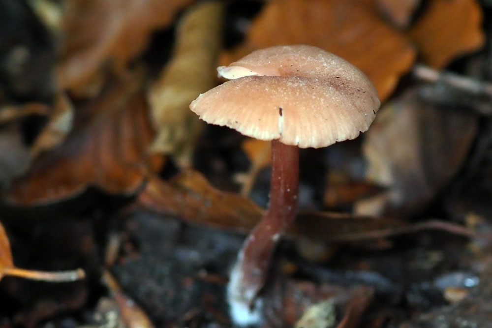 Frank Deden Natuurfotografie