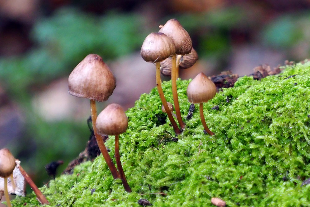 Frank Deden Natuurfotografie