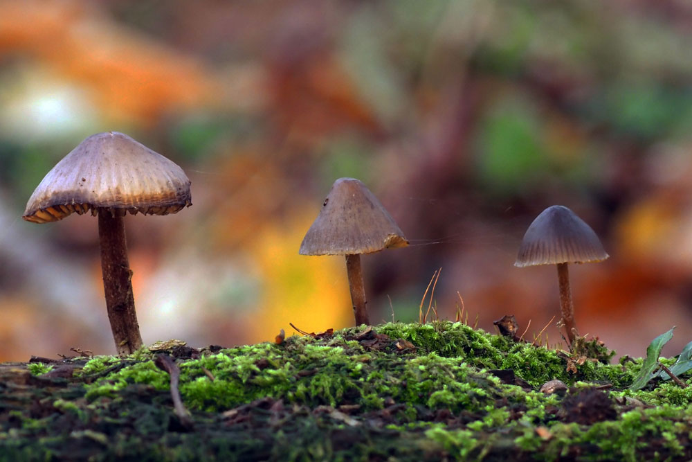 Frank Deden Natuurfotografie