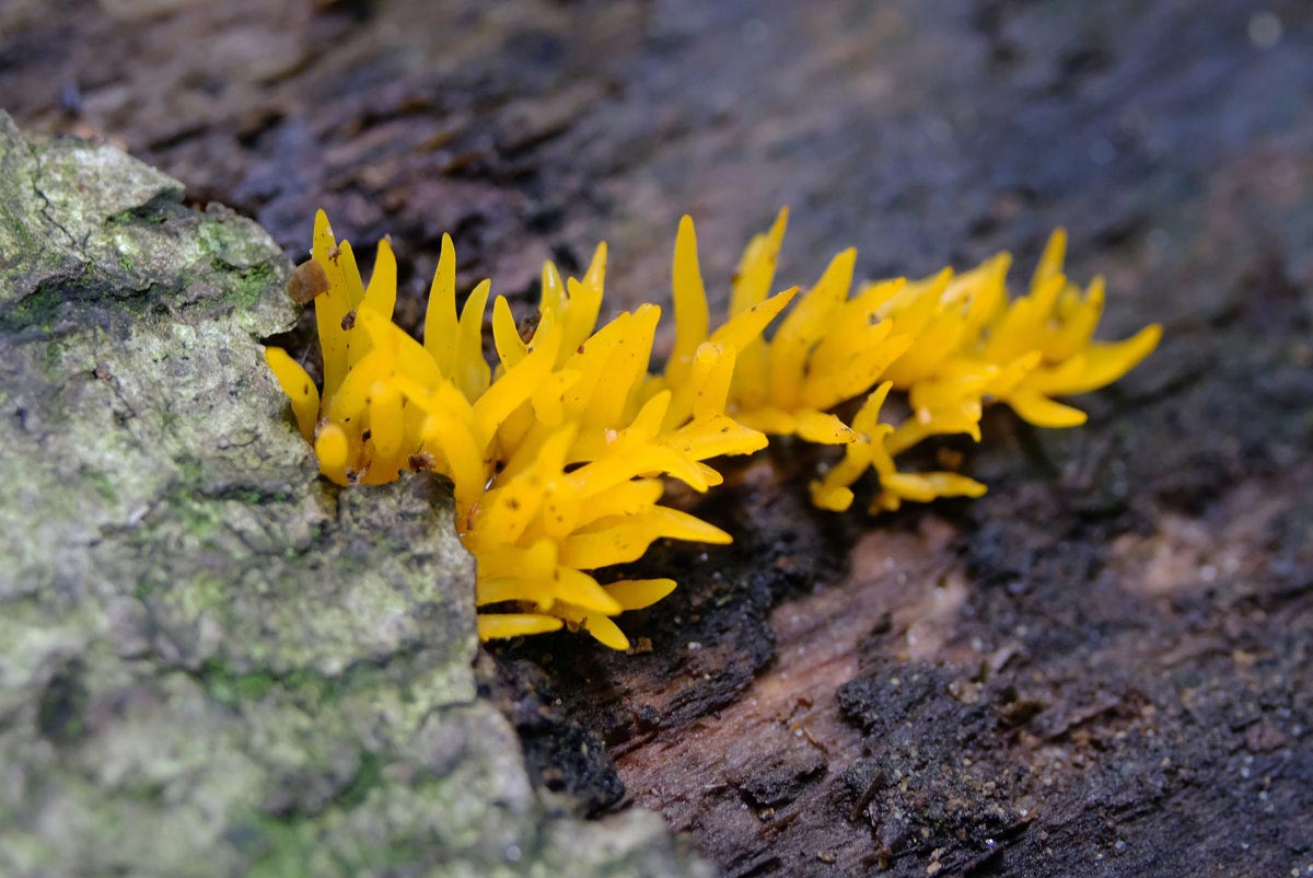 Frank Deden Natuurfotografie