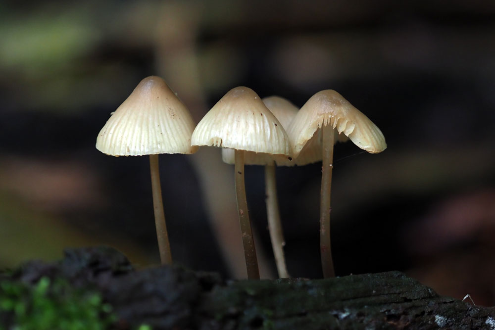 Frank Deden Natuurfotografie