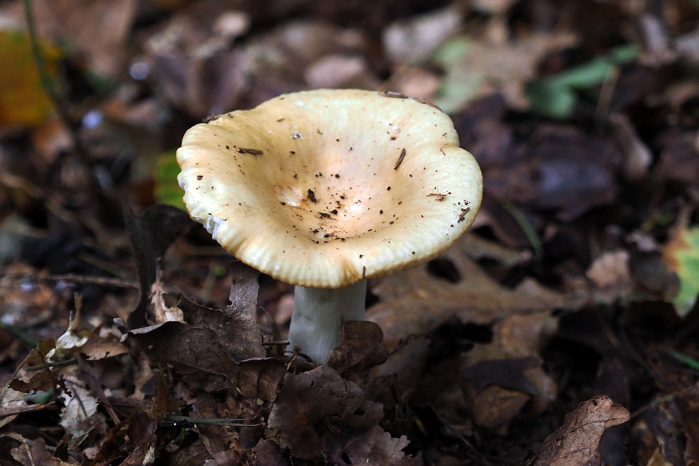 Frank Deden Natuurfotografie