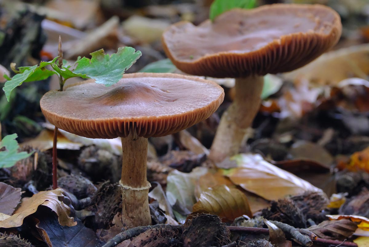 Frank Deden Natuurfotografie