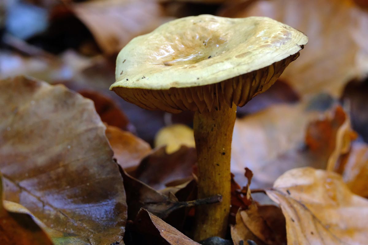 Frank Deden Natuurfotografie