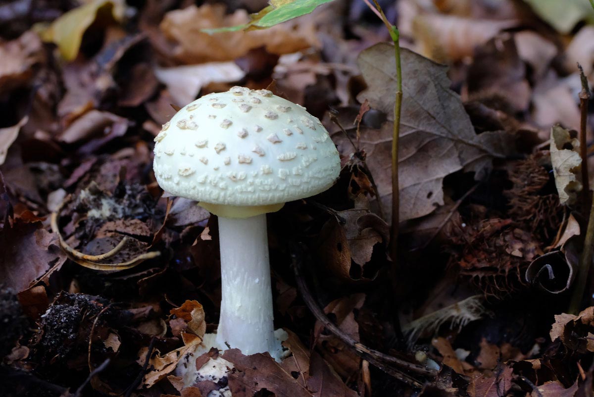 Frank Deden Natuurfotografie