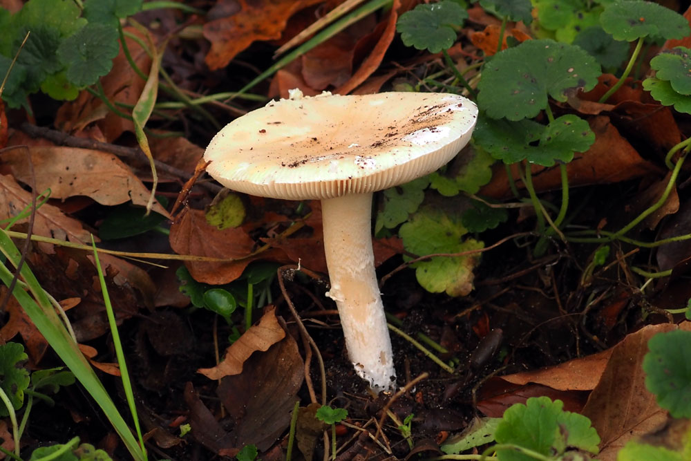 Frank Deden Natuurfotografie