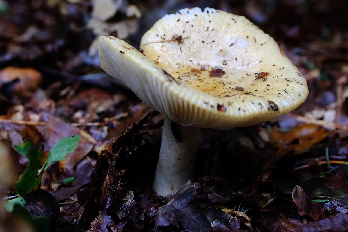 Frank Deden Natuurfotografie