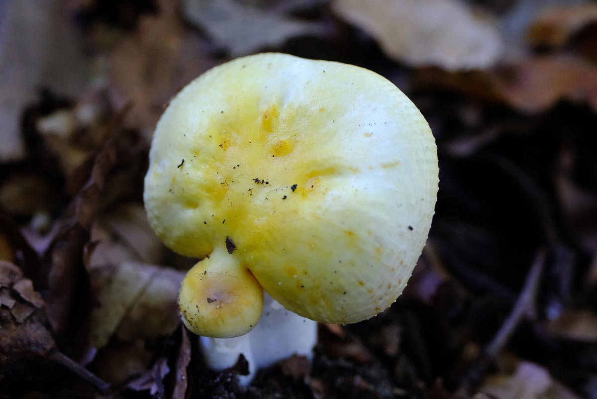 Frank Deden Natuurfotografie