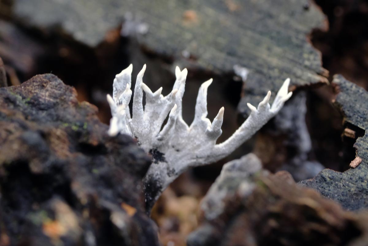 Frank Deden Natuurfotografie